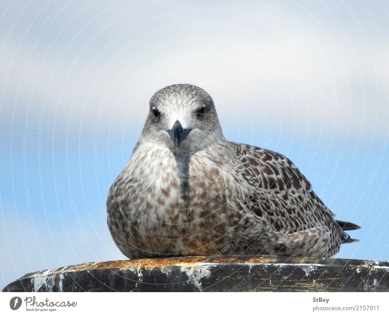 Möwe sitzt rum Natur Tier Küste Ostsee Wildtier Vogel Tiergesicht 1 sitzen blau braun grau Farbfoto Außenaufnahme Menschenleer Textfreiraum oben Tag Tierporträt