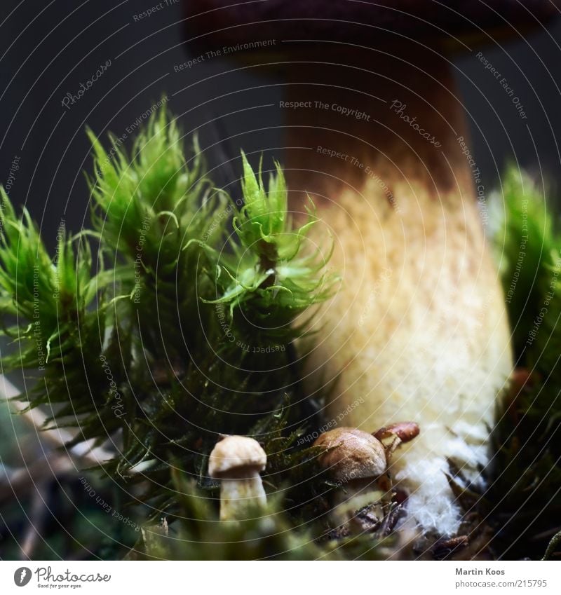 Kleine Mahlzeit Umwelt Natur Pflanze Wachstum frisch groß Pilz Maronenröhrling Steinpilze Pilzhut Moos heimisch klein Waldboden Speisepilz Farbfoto