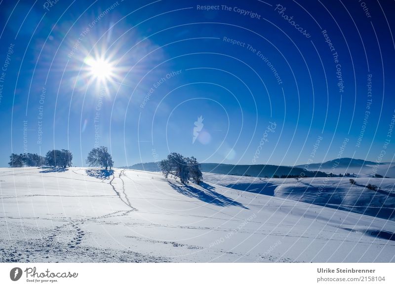 Schwarzwaldwinter Ferien & Urlaub & Reisen Tourismus Winter Schnee Winterurlaub Berge u. Gebirge Umwelt Natur Landschaft Pflanze Luft Wolkenloser Himmel