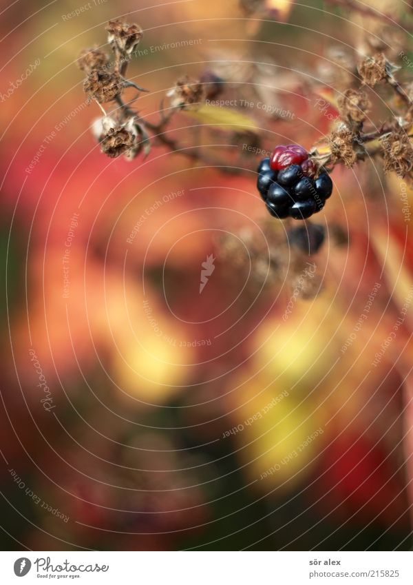 bramble Frucht Beeren Beerensträucher Brombeeren Brombeerbusch Natur Pflanze Sträucher Dornenbusch Kletterpflanzen Blühend dehydrieren Wachstum lecker sauer süß