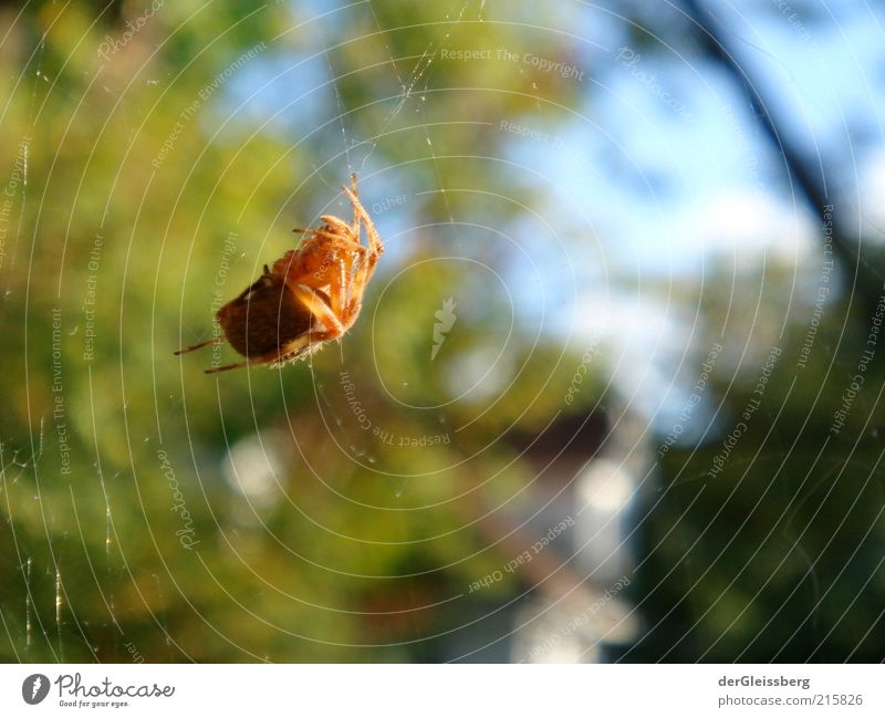 oragnenes Krabbeln Natur Schönes Wetter Sträucher Wildtier Spinne Spinnennetz bedrohlich dick Ekel gruselig klein blau braun grün rot Wahrheit hängend Beine