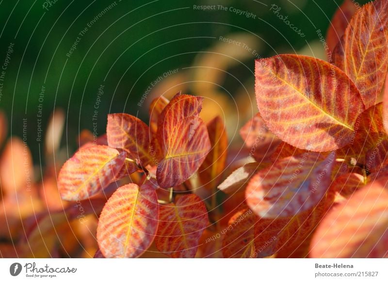 Verwandlungskünstler Felsenbirne Freizeit & Hobby Natur Pflanze Herbst Schönes Wetter Sträucher Blatt Blühend leuchten ästhetisch außergewöhnlich schön braun