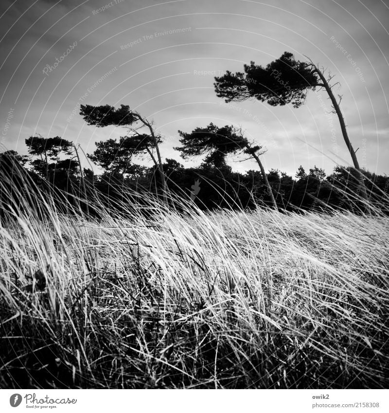 Westliche Winde Umwelt Natur Landschaft Pflanze Wolken Gewitterwolken Horizont Herbst Klima Unwetter Sturm Baum Gras Sträucher Windflüchter Wald Weststrand