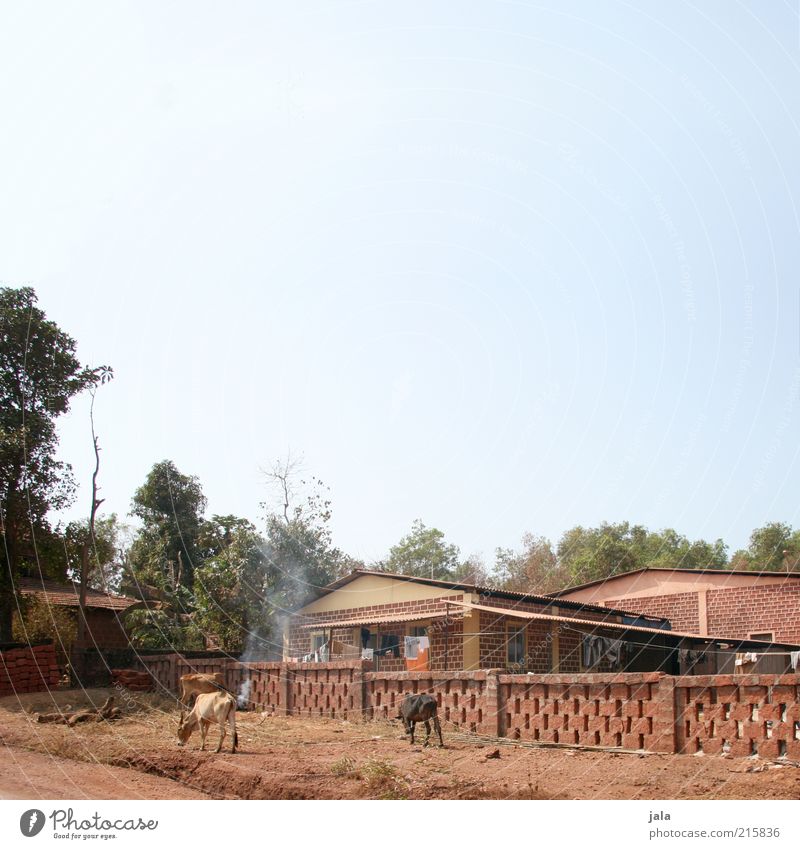 das leben der anderen Himmel Baum Indien Goa Asien Haus Bauwerk Gebäude Kuh trist trocken Farbfoto Außenaufnahme Menschenleer Textfreiraum oben