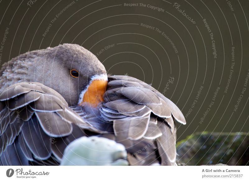 mittagsschlaf am morgen Tier Nutztier Gans 1 mehrfarbig grau Zufriedenheit Müdigkeit Trägheit orange Schnabel Flügel Schüchternheit ruhen verstecken Feder schön