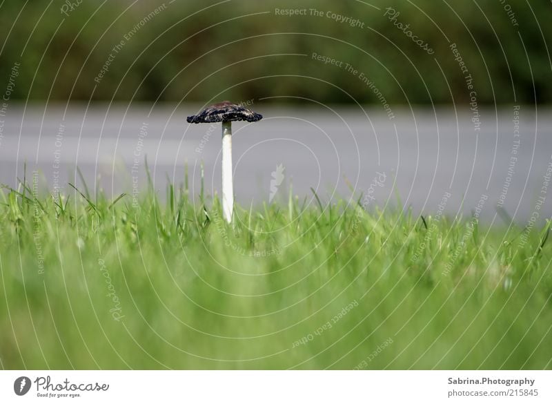 Ein Pilzlein steht am Straßenrand Lebensmittel Bioprodukte Umwelt Natur Herbst Schönes Wetter Wildpflanze atmen beobachten Wachstum schön einzigartig verrückt