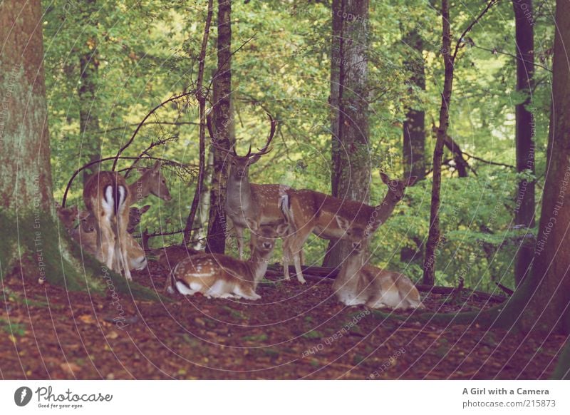 I've got all my sisters and me.... Natur Pflanze Baum Wald Tier Wildtier Reh Rehkitz Tiergruppe Tierfamilie beobachten liegen stehen schön wild braun grün