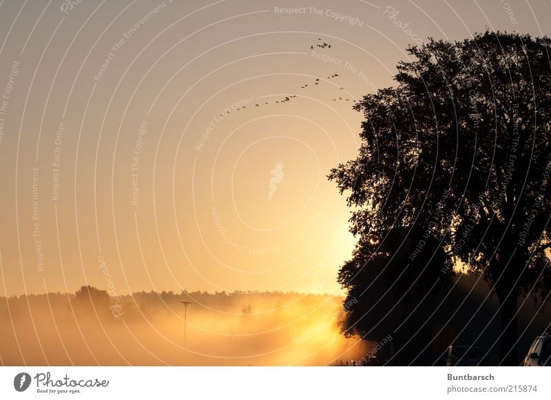 Morgenstund hat Gold im Mund Natur Wolkenloser Himmel Sonnenaufgang Sonnenuntergang Sonnenlicht Herbst Wetter Nebel Wald Verkehr Straßenverkehr Vogel Schwarm