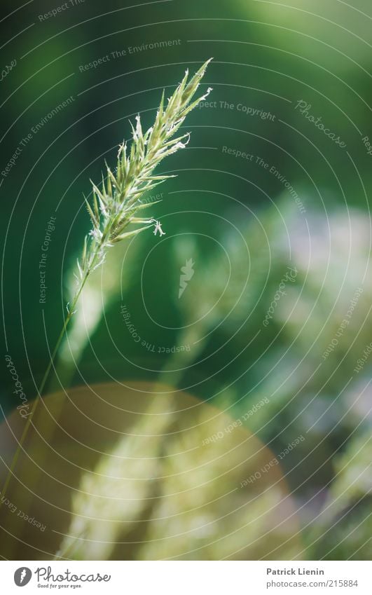 Heuschnupfenzeit Umwelt Natur Pflanze Frühling Gras Blatt Blüte Grünpflanze Wildpflanze Blühend zart Honiggras schön Wachstum grün Blendenfleck sommerlich