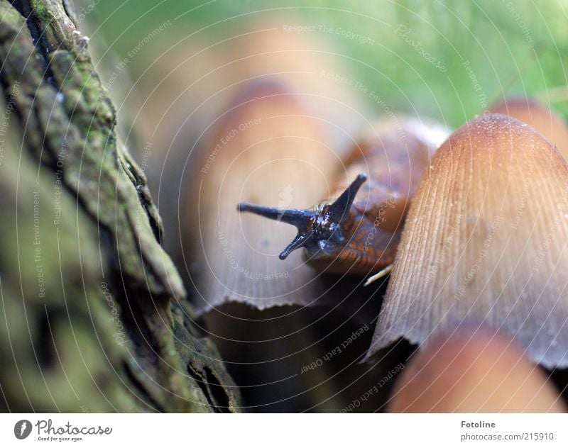 Wohnungsbesichtigung? Umwelt Natur Pflanze Tier Herbst Baum Wildpflanze Wildtier Schnecke 1 hell natürlich braun grün Pilz Pilzhut Giftpilz Nacktschnecken