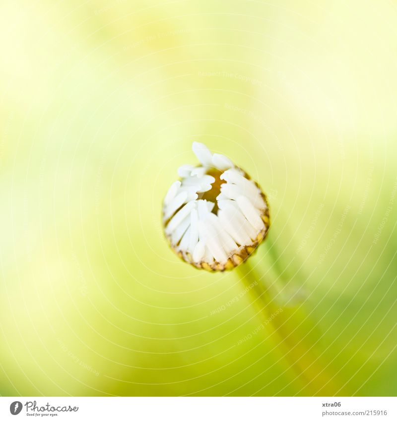 guten morgen Umwelt Natur Pflanze Blume Blüte ästhetisch authentisch einfach elegant natürlich gelb grün weiß Gänseblümchen Farbfoto Außenaufnahme Nahaufnahme