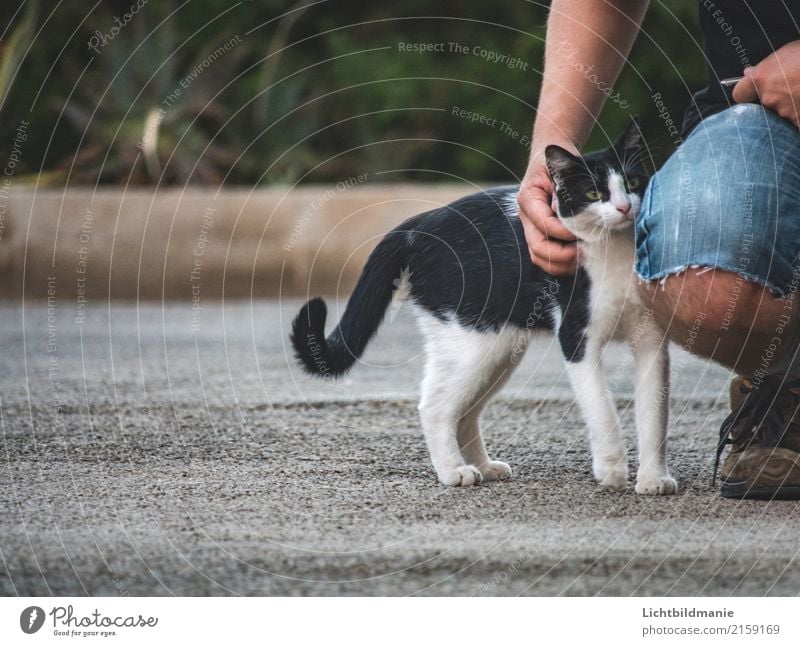 Katzensprache Spielen Mensch maskulin Mann Erwachsene Freundschaft Körper Hand Beine 1 Umwelt Tier Garten Haustier Tiergesicht Fell Pfote Kraulen Duft