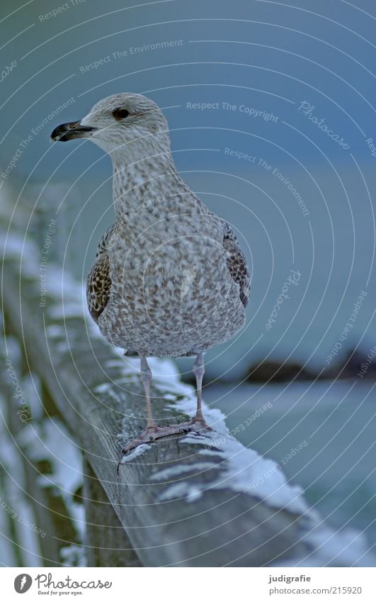 Möwe Umwelt Tier Winter Schnee Ostsee Meer Brücke Wildtier 1 beobachten stehen warten kalt niedlich wild blau Stimmung Leben Natur Stolz Silbermöwe Farbfoto