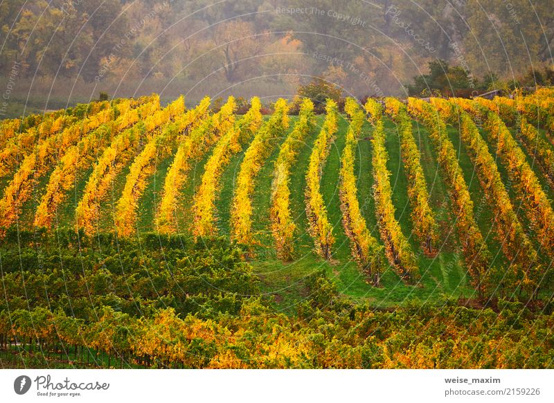 Panorama des Wachautales. Bunter Herbst in den Weinbergen Frucht Tourismus Berge u. Gebirge Industrie Natur Landschaft Pflanze Wassertropfen Unwetter Baum