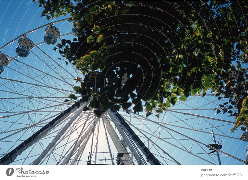 Maren Gilzer Baum Löwen Belgien Freude Riesenrad Blatt leer rund Strebe gewaltig Marktplatz Zeit Farbfoto Außenaufnahme Menschenleer Tag Sonnenlicht