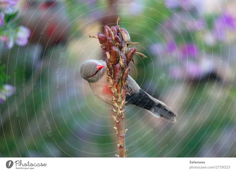 njom njom Essen Sommer Umwelt Natur Pflanze exotisch Garten Park Tier Vogel 1 natürlich Farbfoto Außenaufnahme Textfreiraum links Textfreiraum rechts