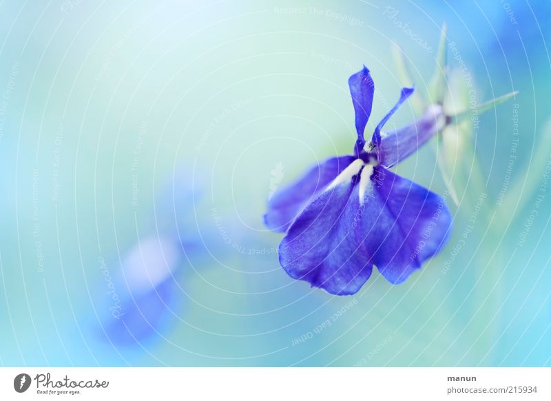 türkisblau Natur Blume Blüte Sommerblumen Stauden Bodendecker Blühend ästhetisch außergewöhnlich Duft elegant fantastisch schön einzigartig Farbfoto