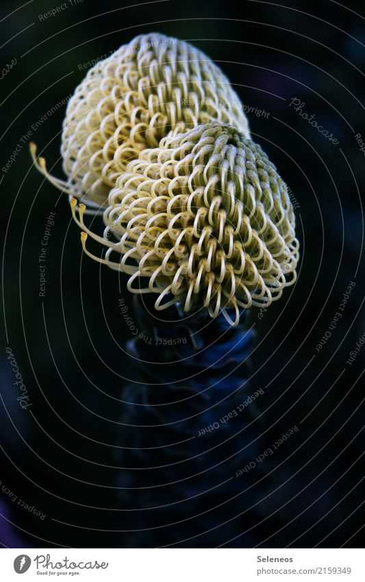 doppeltes Lottchen Sommer Umwelt Natur Pflanze Sträucher Blüte Wildpflanze Protea Garten Park Blühend natürlich exotisch Farbfoto Außenaufnahme Nahaufnahme