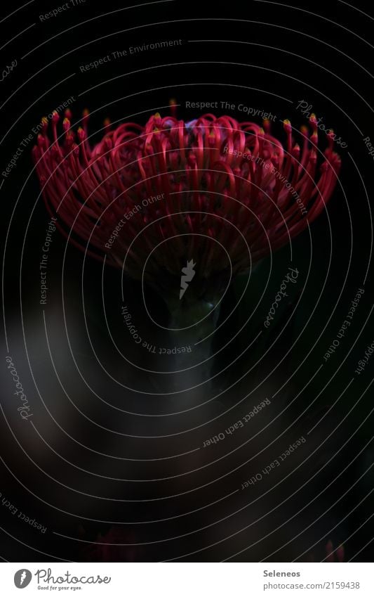 düsterrot Umwelt Natur Pflanze Blume Sträucher Blüte exotisch Protea Garten Park Blühend leuchten Südafrika zart Farbfoto Außenaufnahme Nahaufnahme