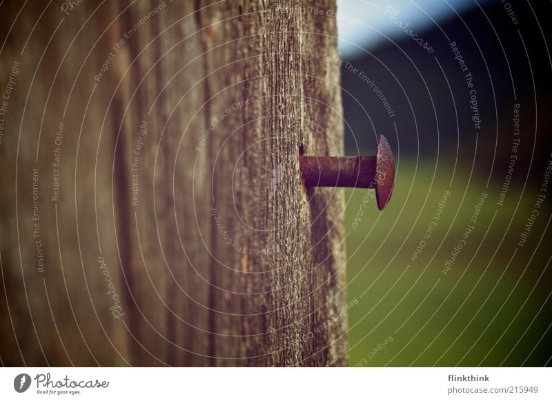 Ein Nagel mit Kopf Umwelt Sommer Holzbrett Holzwand Hügel Schraube Rost Eisen alt braun grün sparsam Farbfoto mehrfarbig Außenaufnahme Menschenleer