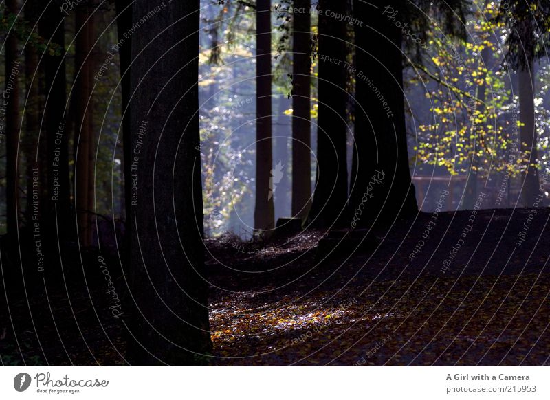 a walk in the woods Umwelt Natur Pflanze Herbst Schönes Wetter Baum Blatt Wald Hügel leuchten Duft gigantisch Unendlichkeit kalt Sauberkeit grün schwarz Frieden