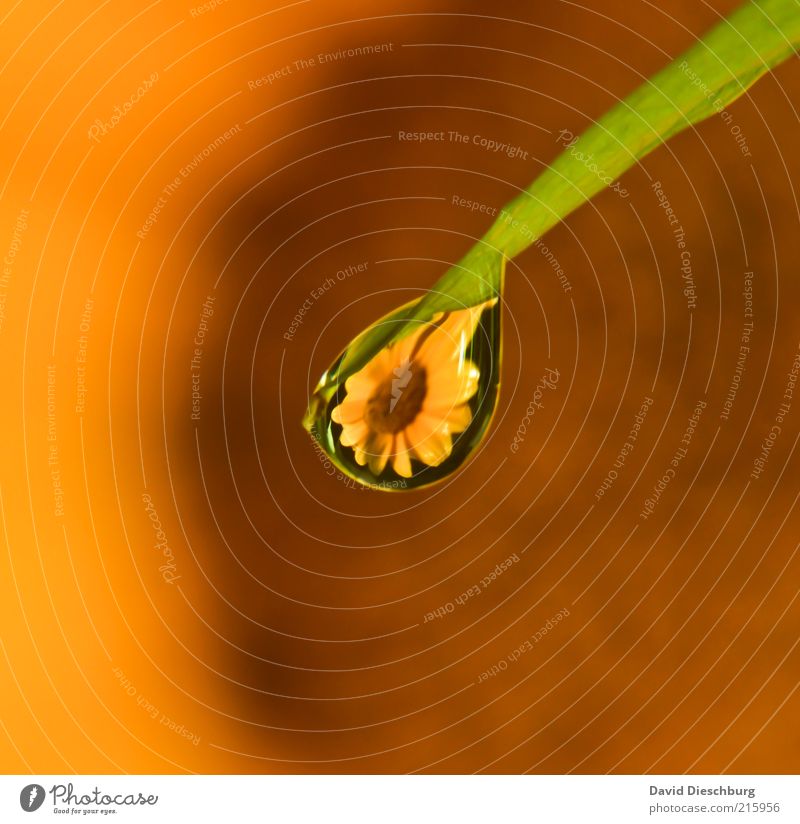 Träne einer Blume ruhig Duft Natur Wasser Wassertropfen Sommer Blüte gelb grün schwarz Tau Tropfen Spiegelbild nass Halm Blütenblatt Farbfoto mehrfarbig