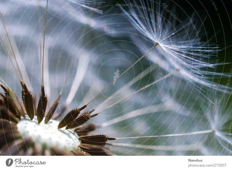 Pustekuchen Umwelt Natur Pflanze Löwenzahn ästhetisch Fortpflanzung Samen zerbrechlich Vergänglichkeit zart Leichtigkeit Menschenleer Pollen Textfreiraum oben