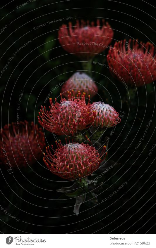 Proteas Ferien & Urlaub & Reisen Tourismus Sommer Umwelt Natur Frühling Pflanze Blume Blüte exotisch Garten Park Blühend schön Farbfoto Außenaufnahme