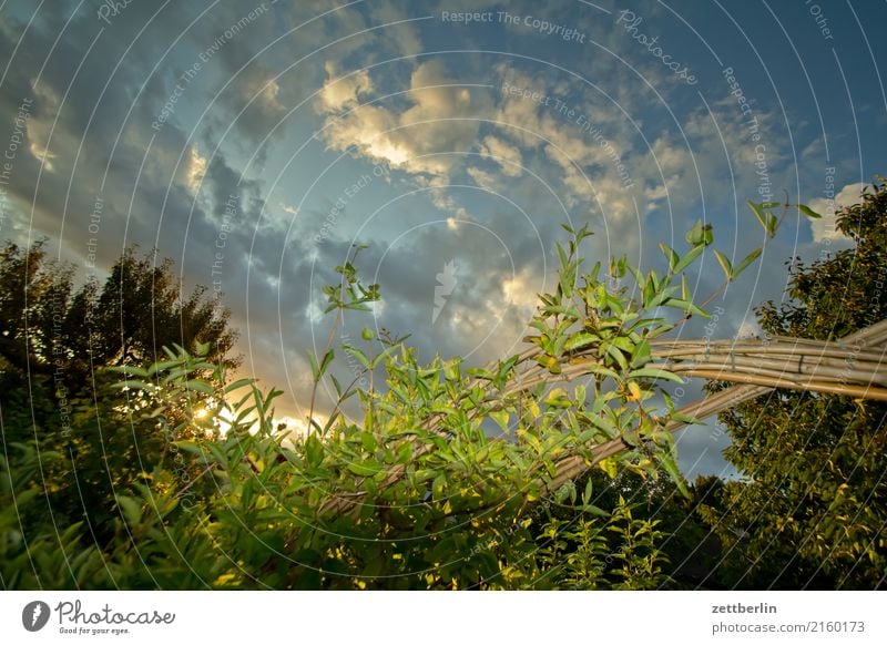 Angeblitztes Geißblatt Gartengeißblatt Echtes Geißblatt Ast Blume Dämmerung Erholung Ferien & Urlaub & Reisen Gegenlicht Himmel Himmel (Jenseits) Schrebergarten