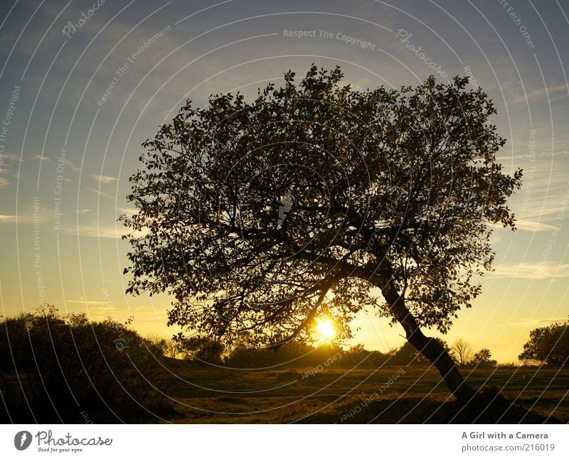 Die Rhön ist schön! Umwelt Natur Landschaft Pflanze Himmel Sonnenaufgang Sonnenuntergang Herbst Baum gold schwarz Silhouette Bayrische Rhön Bayern Leuchtkraft