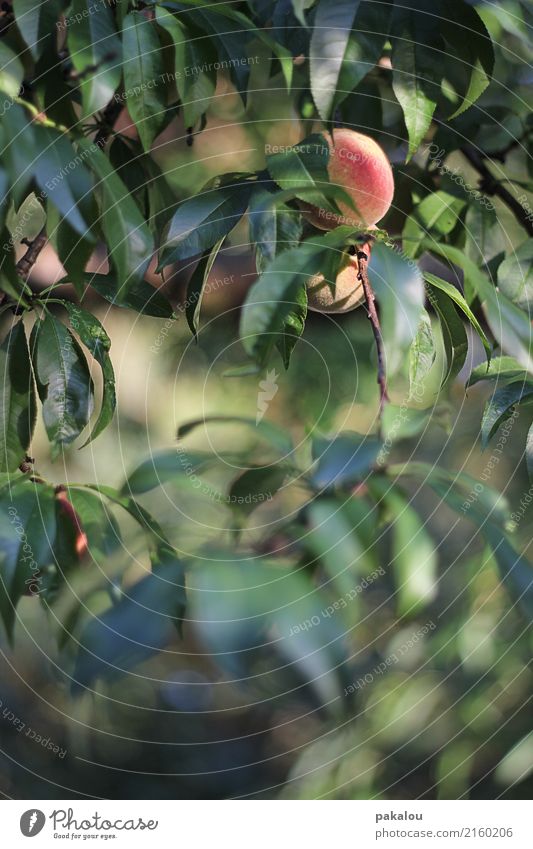 Anundpfirsich ein schönes Bild Natur Sommer Schönes Wetter Pflanze Baum Blatt Frucht Pfirsich Garten Park Holz Gesundheit Leben fruchtig Pfirsichblüten