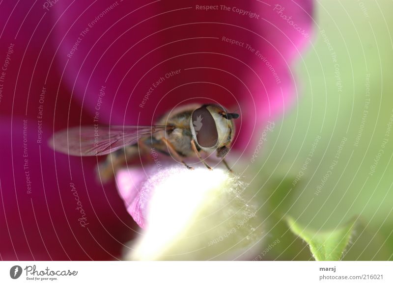 Zwischenlandung Umwelt Natur Sommer Wildtier Tiergesicht Schwebfliege 1 nah natürlich schön grün rot weiß Farbfoto mehrfarbig Außenaufnahme Nahaufnahme