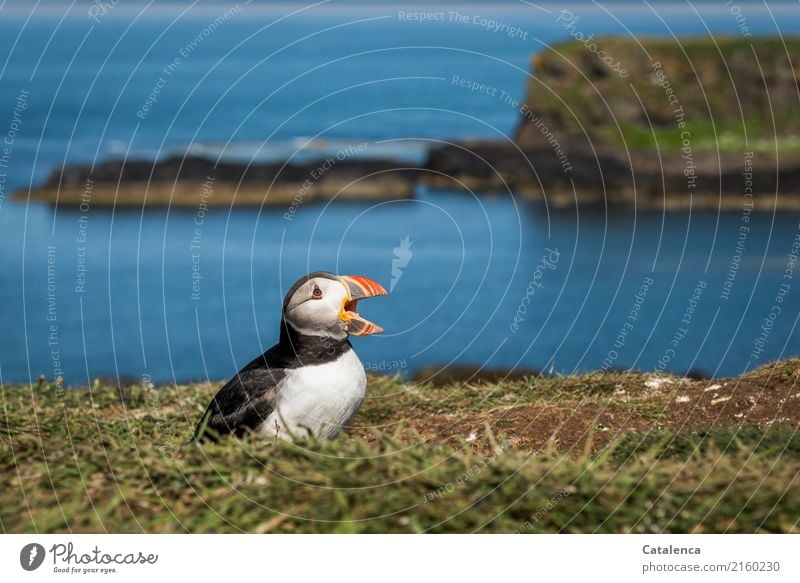 Ooo Oooh Ooo, so rufen die Papageientaucher Natur Landschaft Pflanze Tier Wasser Sommer Schönes Wetter Gras Wiese Felsen Bucht Meer Atlantik Insel Vogel