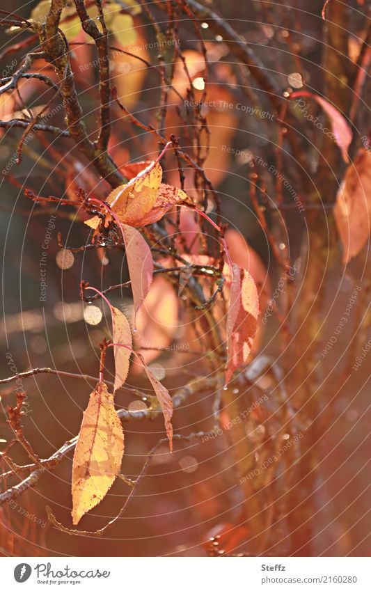 Herbst, wie freue ich mich auf dich Blätter fallen Herbstlaub Herbstblätter Herbstfärbung herbstliche Impression Herbstimpression schönes Herbstwetter November