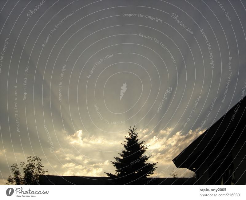 Himmel, Sonne, Sonnenstrahlen Sommer Umwelt Natur Landschaft Luft Wolken Sonnenaufgang Sonnenuntergang Wetter Schönes Wetter Baum authentisch natürlich Hoffnung