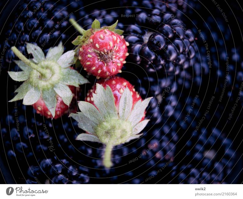 Lauter süße Sachen Erdbeeren Brombeeren genießen warten frisch Gesundheit Zusammensein glänzend klein nah Sauberkeit grün violett rot schwarz lecker aromatisch