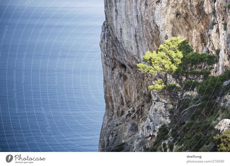 Mallorca IV Landschaft Erde Wasser Sommer Schönes Wetter Baum Küste Meer Mittelmeer Insel ästhetisch eckig frei groß hoch natürlich positiv saftig Sauberkeit