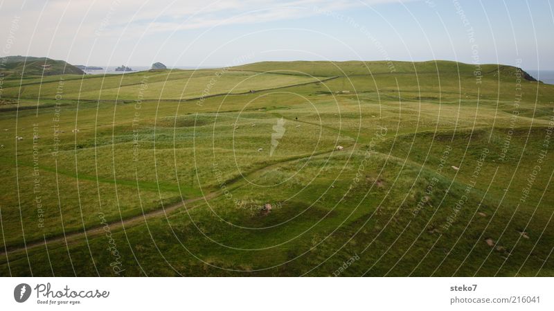 Schottische Küste III Gras Wiese Feld Erholung Unendlichkeit saftig grün Ferne Weide Schottland Wege & Pfade Farbfoto Außenaufnahme Menschenleer