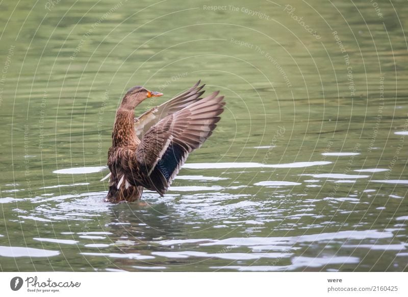 Dirigent Natur Tier Wasser Teich See Wildtier Vogel Stockente 1 Fitness fliegen außergewöhnlich braun grün Aggression Bewegung Umweltschutz Biotop Ente Erpel