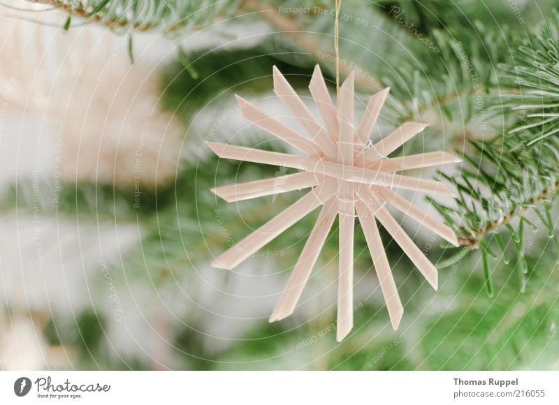 Strohschmuck Reichtum Häusliches Leben Wohnung Feste & Feiern Tanne Weihnachtsbaum Tannenzweig Strohstern Weihnachtsdekoration Pflanze Baum Grünpflanze Zeichen