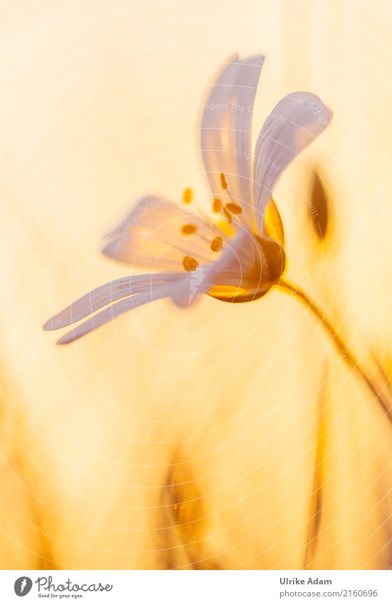 Sternmiere Natur Pflanze Frühling Sommer Blume Blüte Wildpflanze Wiese Feld Wald Blühend glänzend leuchten verrückt schön Zufriedenheit ruhig Traurigkeit Trauer