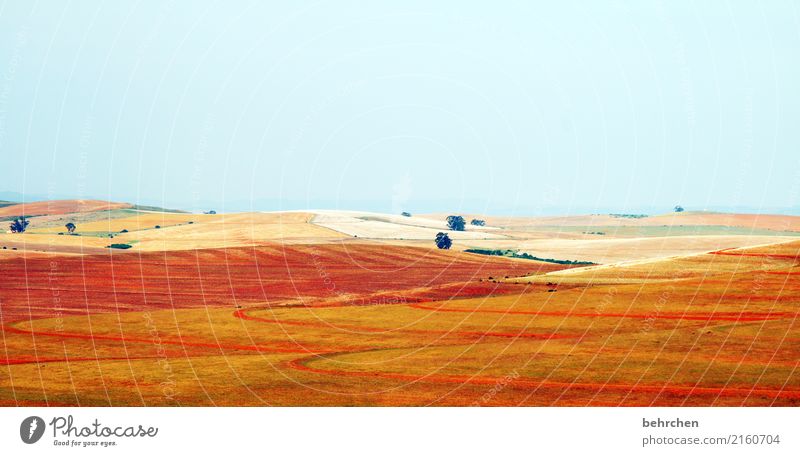 weitblick Ferien & Urlaub & Reisen Tourismus Ausflug Abenteuer Ferne Freiheit Natur Landschaft Himmel Schönes Wetter Baum Sträucher Feld Südafrika Erholung