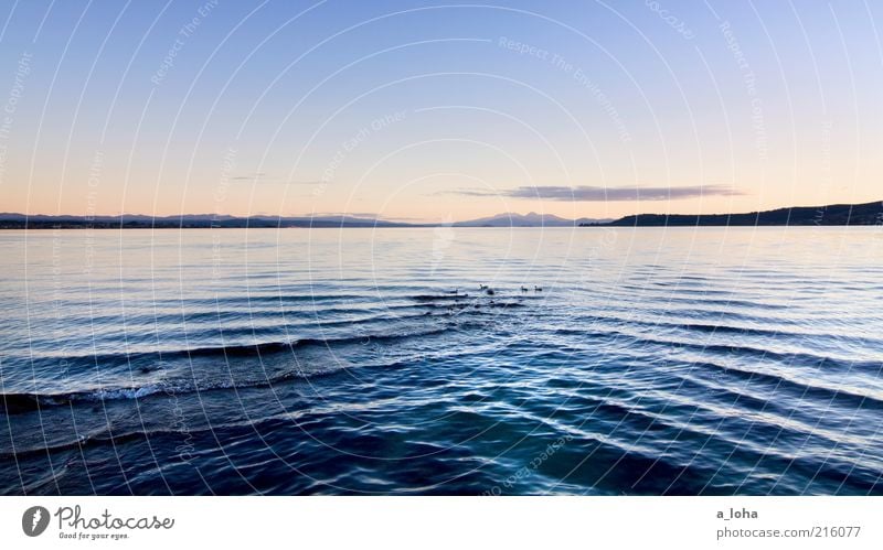 lake taupo Natur Landschaft Wasser Himmel Sonnenaufgang Sonnenuntergang Schönes Wetter Felsen Berge u. Gebirge Küste Seeufer Ente Tiergruppe dunkel kalt nass