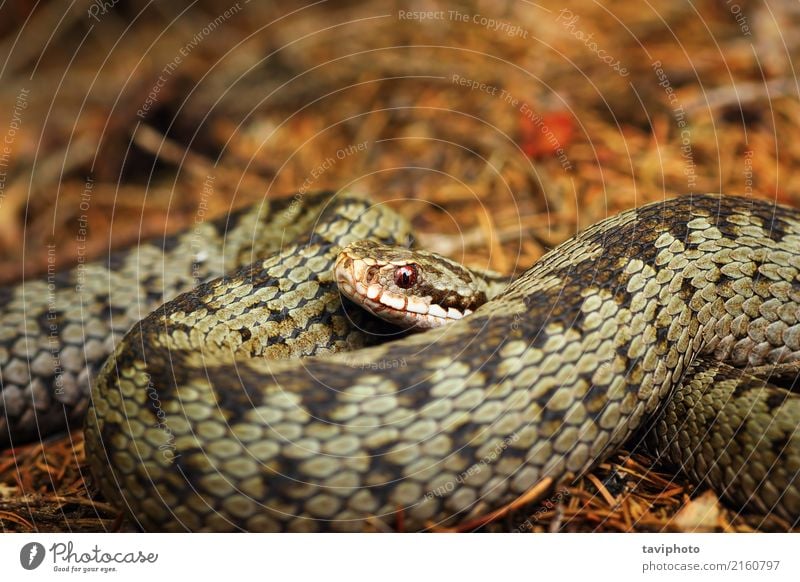 schöne Nahaufnahme der europäischen gekreuzten Viper Natur Tier Wildtier Schlange wild braun grau Angst gefährlich Natter Ottern allgemein Vipera berus Kopf