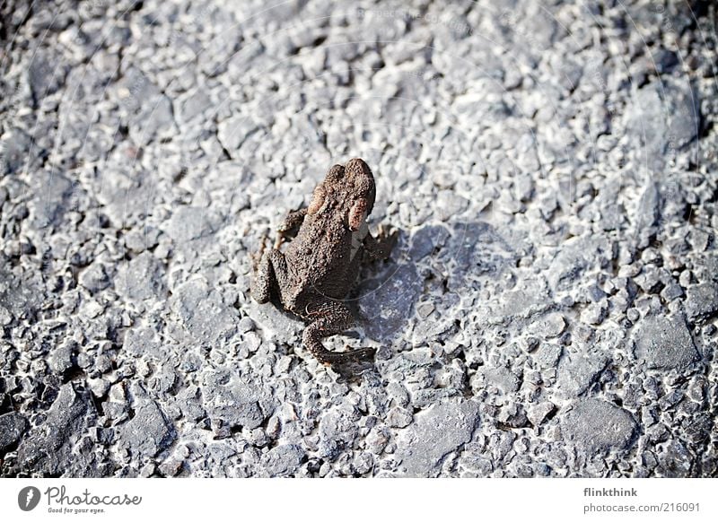 Quack Umwelt Stein Boden Straße warten authentisch Farbfoto Außenaufnahme Textfreiraum links Textfreiraum rechts Textfreiraum unten Tag Abend Vogelperspektive