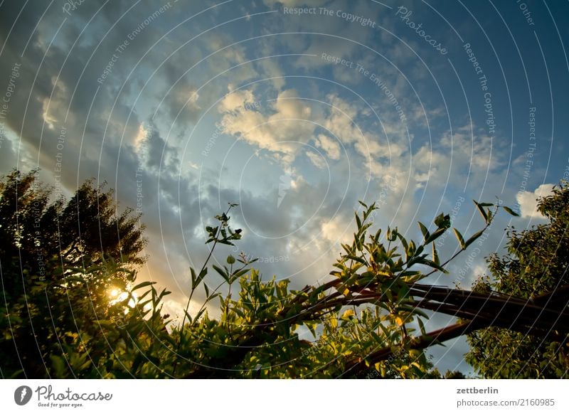 Ungeblitztes Geißblatt Gartengeißblatt Echtes Geißblatt Ast Blume Dämmerung Erholung Ferien & Urlaub & Reisen Gegenlicht Himmel Himmel (Jenseits) Schrebergarten