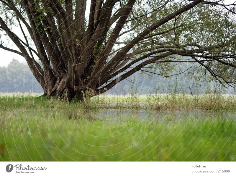 Regenzeit Umwelt Natur Landschaft Pflanze Urelemente Erde Wasser Baum Gras Park Wiese hell kalt nass natürlich grau grün Überschwemmung überschwemmt trist