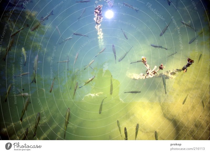 Fischsuppe Natur Tier Wasser Sommer Pflanze Teich See Wildtier Schwarm Fröhlichkeit Zufriedenheit chaotisch Boden Wasserpflanze Forelle mehrere Farbfoto