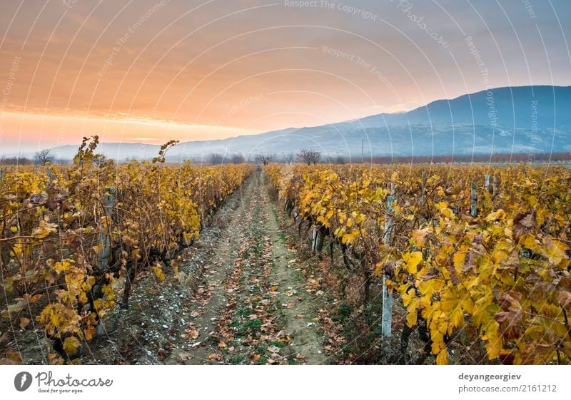 Weinberge bei Sonnenaufgang. Herbstliche Weinberge am Morgen Ferien & Urlaub & Reisen Tourismus Natur Landschaft Himmel Wachstum gelb grün rot Sonnenuntergang