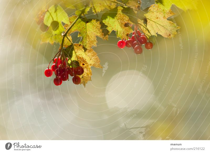 wilde Beeren Frucht Johannisbeeren Ernährung Bioprodukte Umwelt Natur Sommer Schönes Wetter Pflanze Sträucher Blatt Nutzpflanze Wildpflanze Beerensträucher